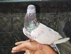 টেডি মদ্দা একদম সুস্থ কবুতর