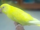 টেম বাজিগার