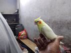 টেম ককাটেল