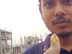 টেম ককাটেল মেল
