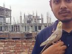 টেম ককাটেল পাখি