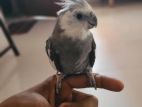 টেম কোকাটেল পাখি (cokatel Bird)