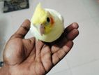 টেম লোটিনো পার্ল ককাটেল