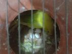 Budgerigar for sell