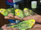 টেম সাইজ বাজরিগার পাখি