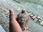 টেম সাইজ বাজরিকার বেবি সেল হবে