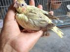 টেম সাইজ ককাটেল বেবি