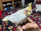 টেম সাইজ ককাটেল বেবি