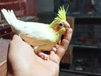 টেম সাইজ ককাটেল