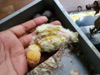 টেম সাইজ লাভ বার্ড বেবি