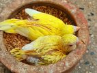 টেম সাইজ লুটিনো বাজরিগার ২ পিস