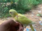 টেম সাইজ লুটিনো রেড আই বাজিগার পাখি বিক্রি হবে