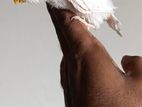 টেম সাইজের বাজরিগার বাচ্ছা