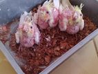 টেন সাইজ বেবি bird