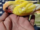 টিম সাইজ লাভ বার্ড পাখি