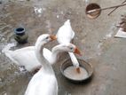 টিনটা রাজহাঁস বিক্রয় করা হইবে