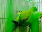 Rose-ringed Parakeet