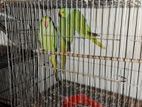 Ringed Parakeets