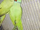 ইন্ডিয়ান টিয়া