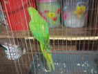 Ringneck Tiye for sale