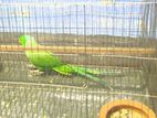 Ring Neck parrot for sell