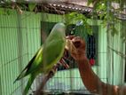 Indian ringneck parrot
