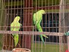 টিয়া পাখি, tia pakhi, parrot bird