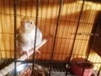Bird for sale