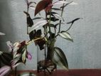 ট্রেডসক্যান্টিয়া জেব্রিনা (Tradescantia zebrina) গাছ