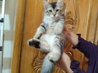 Tubby Female kitten