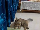 Tubby Fml Adult Persian cat sell.