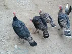 Turkey murgi