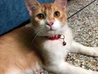 Turkish Andora (orange cat)