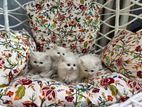 Turkish Angora and Scottish bloodline high quality