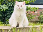 Turkish-angora breed persian cat