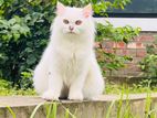 Turkish-angora breed persian cat with her son