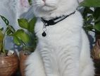 Turkish angora cat