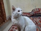 Turkish angora cat