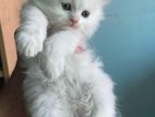 Turkish angora