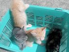 Turkish Angora + Russian Blue Mixed Breed Kittens