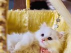 Turkish Kittens triple coat scottish persian
