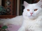 Turkish Male Adult Cat