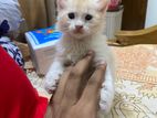 Turkish male kitten