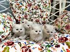 Turkish Scottish Triple Coat Kitten