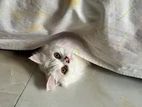 Turkish Super coat kitten