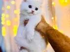 Turkish triple coat heavy fur persian kitten