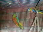 Turquizine breeding pair