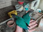 turquoise blue conure