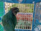 Turquoise blue conure