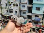 Turquoise blue conure